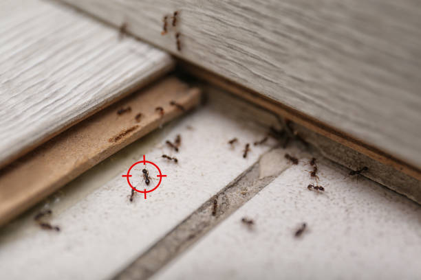 Best Pest Removal Services  in Glendale Heights, IL
