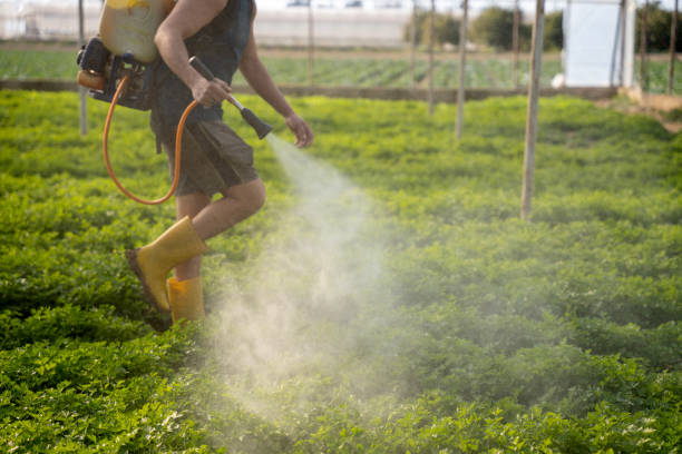 Best Ant Control Services  in Glendale Heights, IL